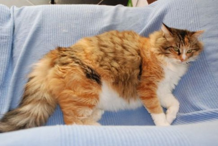 Picture of a cat / kitten / feline