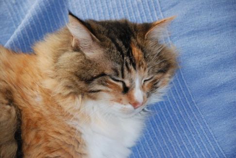 Picture of a cat / kitten / feline