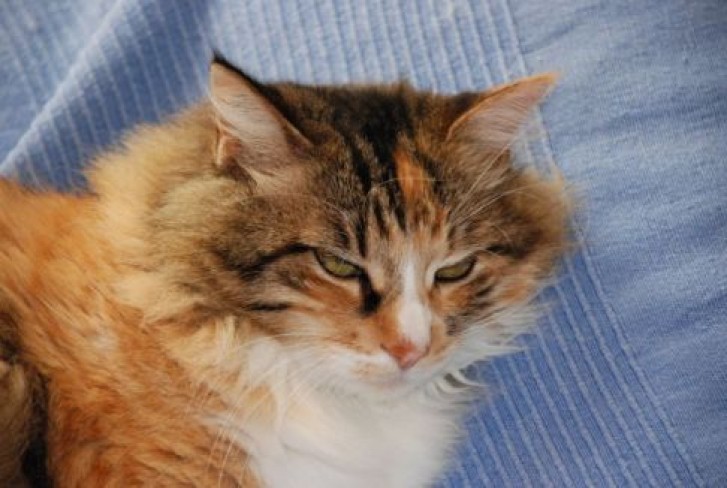 Picture of a cat / kitten / feline