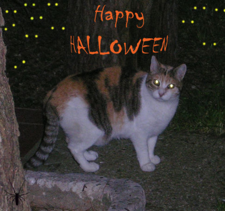 Picture of a cat / kitten / feline