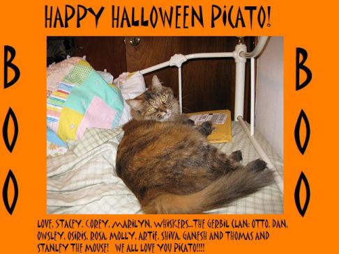 Picture of a cat / kitten / feline