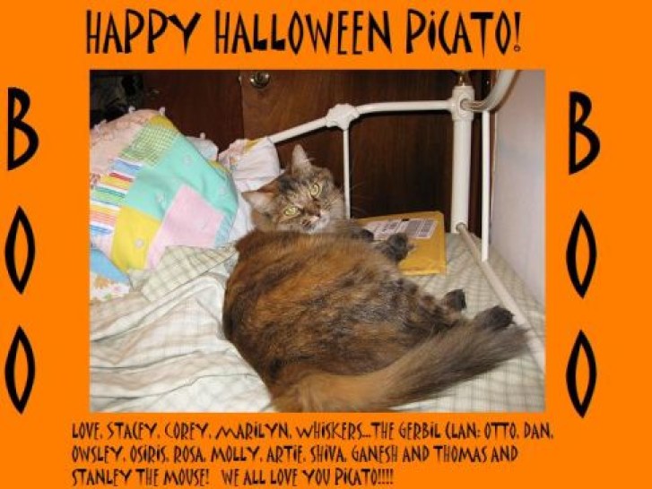 Picture of a cat / kitten / feline