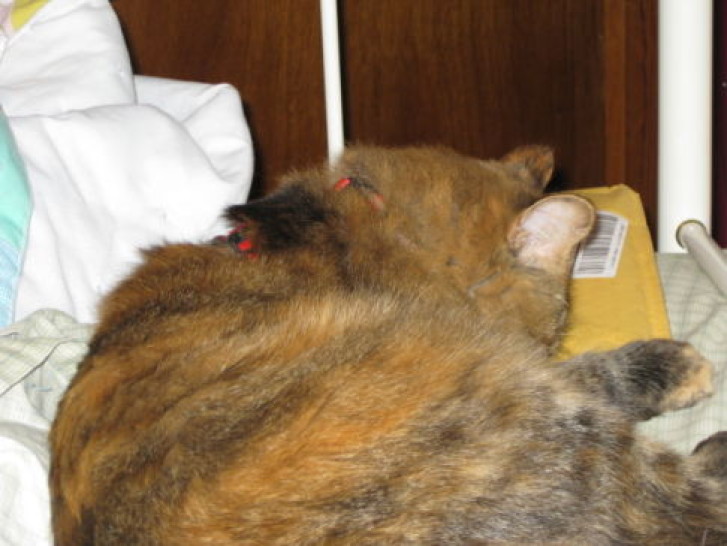 Picture of a cat / kitten / feline