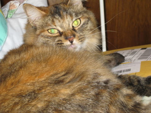 Picture of a cat / kitten / feline