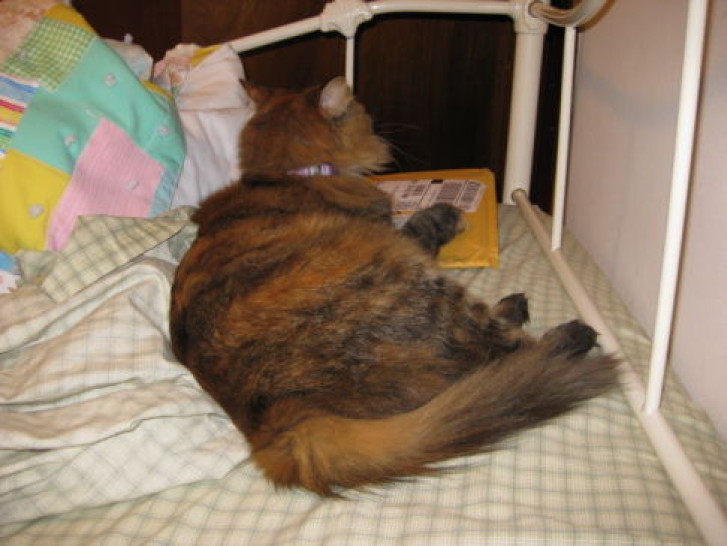 Picture of a cat / kitten / feline