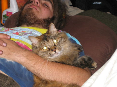 Picture of a cat / kitten / feline