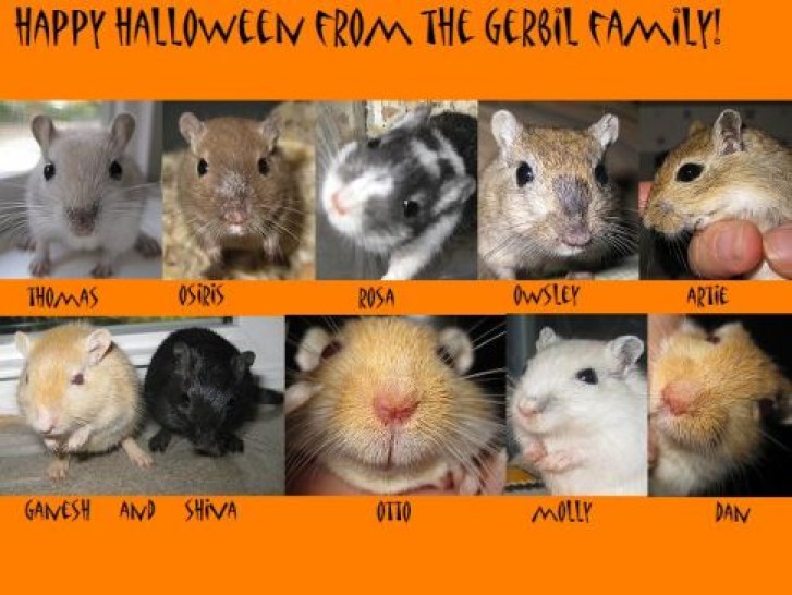 Picture of a cat / kitten / feline