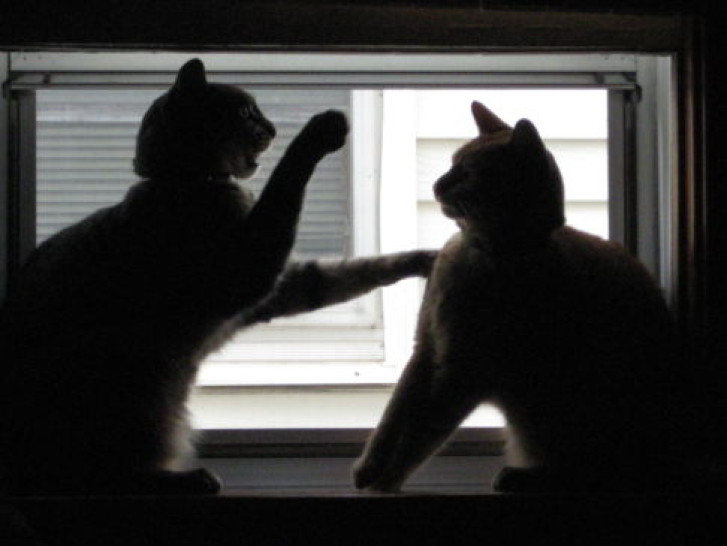 Picture of a cat / kitten / feline