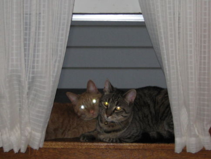 Picture of a cat / kitten / feline