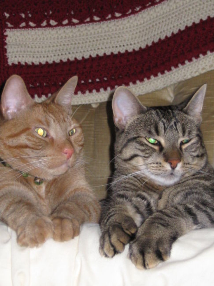 Picture of a cat / kitten / feline