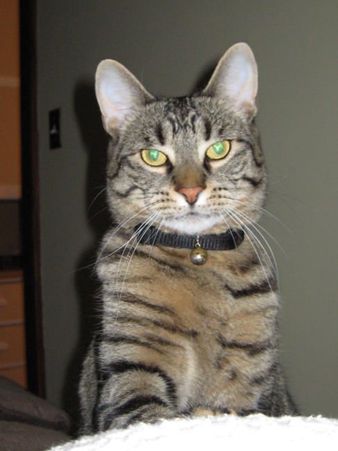 Picture of a cat / kitten / feline