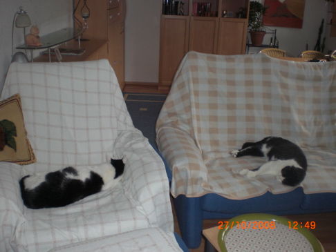 Picture of a cat / kitten / feline