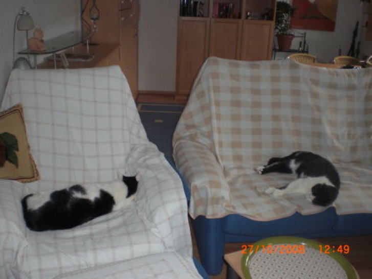 Picture of a cat / kitten / feline