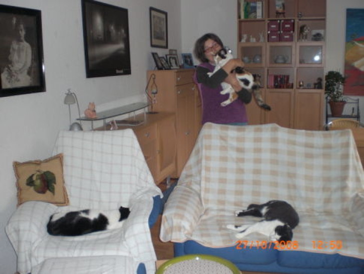 Picture of a cat / kitten / feline