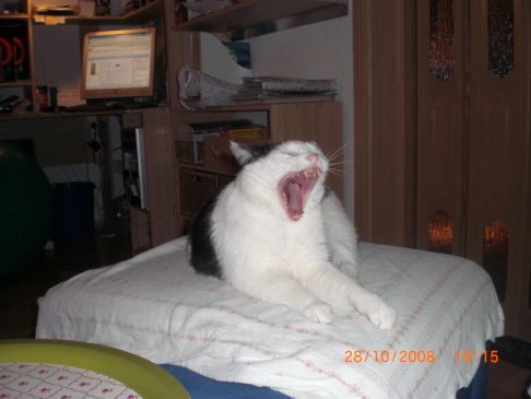 Picture of a cat / kitten / feline