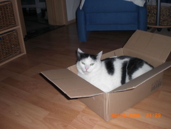 Picture of a cat / kitten / feline