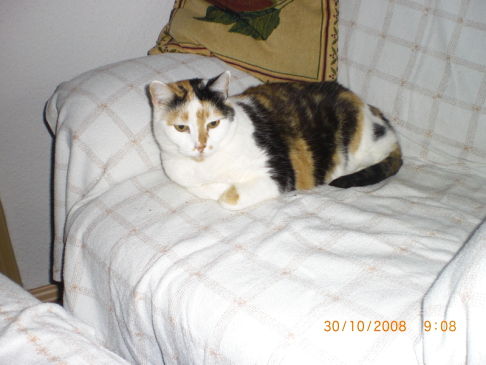 Picture of a cat / kitten / feline