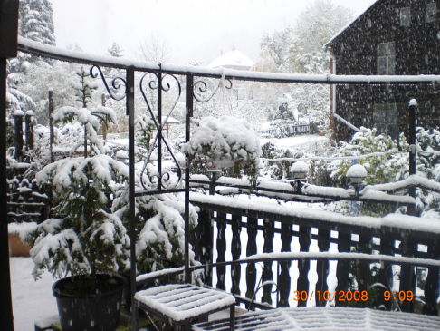 Picture of a cat / kitten / feline