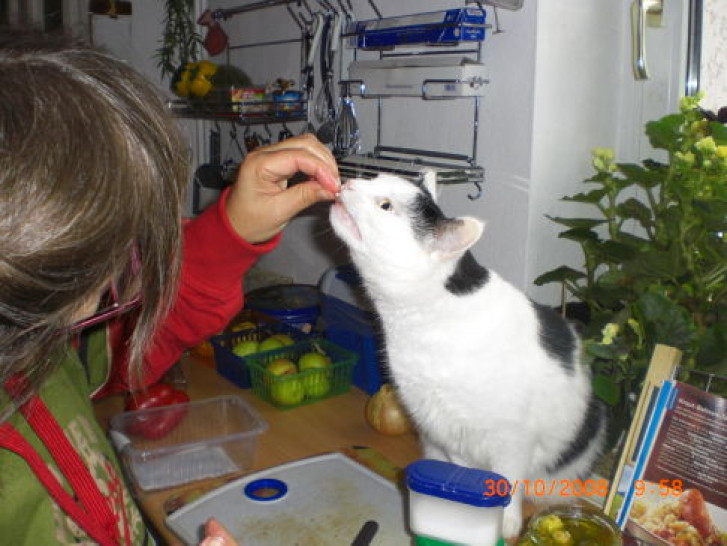 Picture of a cat / kitten / feline