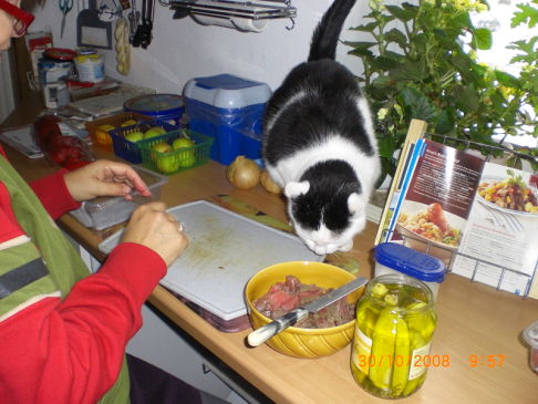 Picture of a cat / kitten / feline