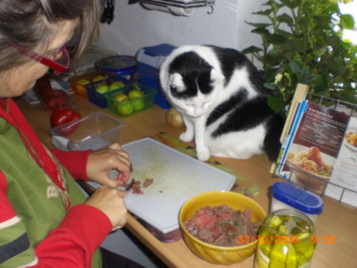 Picture of a cat / kitten / feline