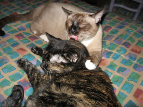 Picture of a cat / kitten / feline