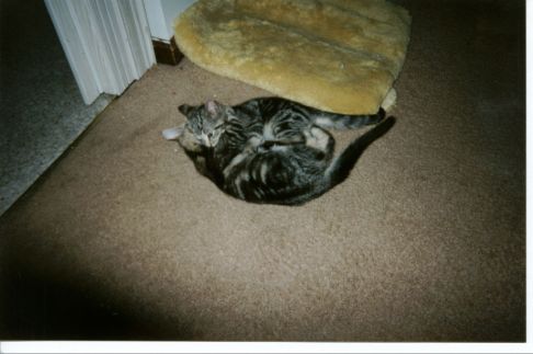 Picture of a cat / kitten / feline