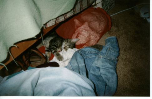 Picture of a cat / kitten / feline