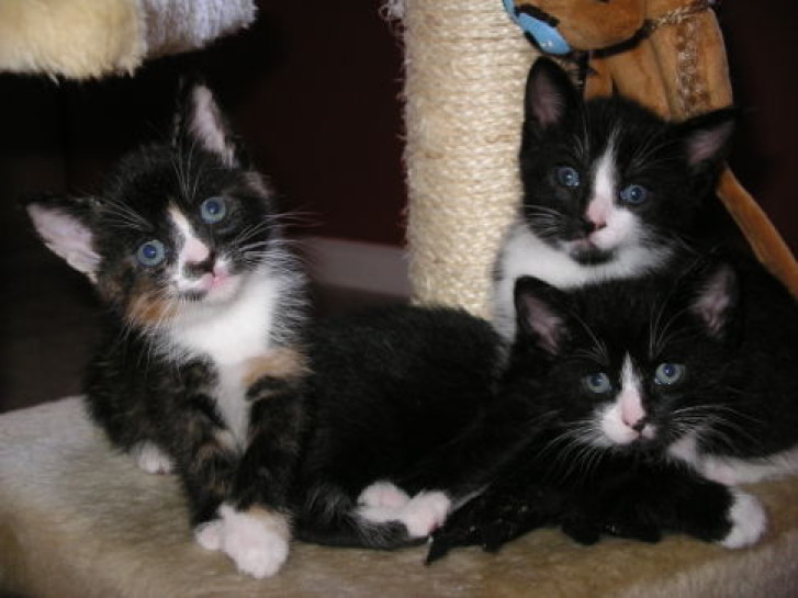 Picture of a cat / kitten / feline