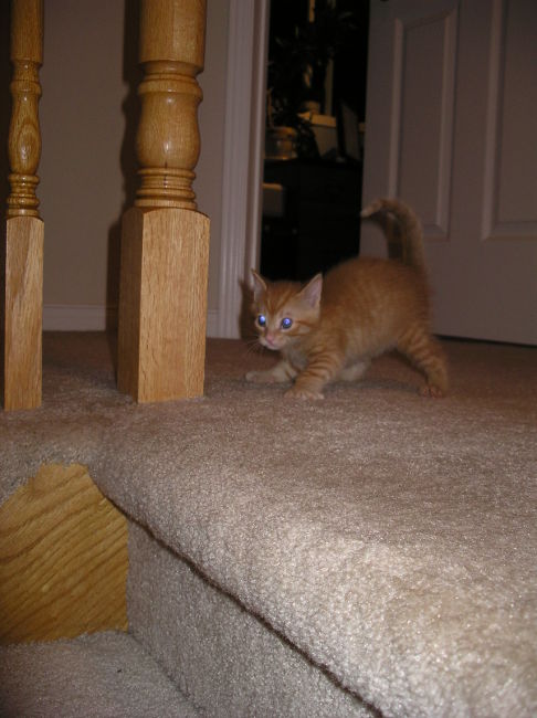 Picture of a cat / kitten / feline