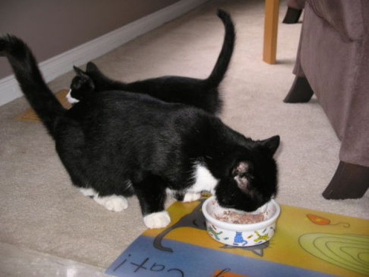 Picture of a cat / kitten / feline