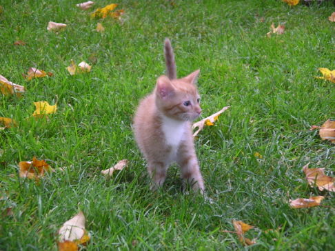 Picture of a cat / kitten / feline