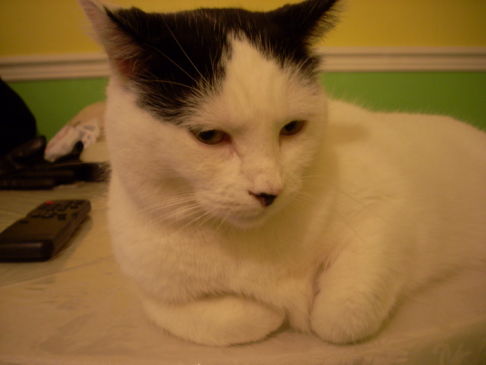 Picture of a cat / kitten / feline