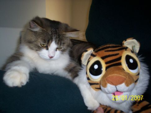 Picture of a cat / kitten / feline