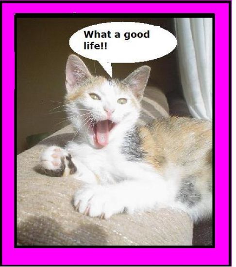 Picture of a cat / kitten / feline