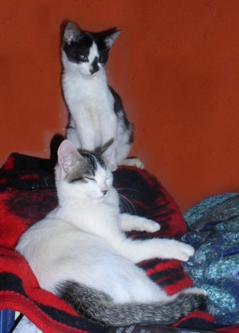 Picture of a cat / kitten / feline