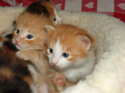 Picture of a cat / kitten / feline