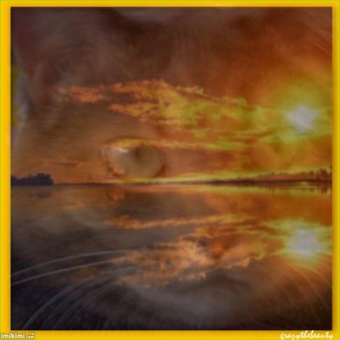 Picture of a cat / kitten / feline