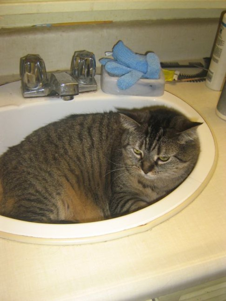 Picture of a cat / kitten / feline