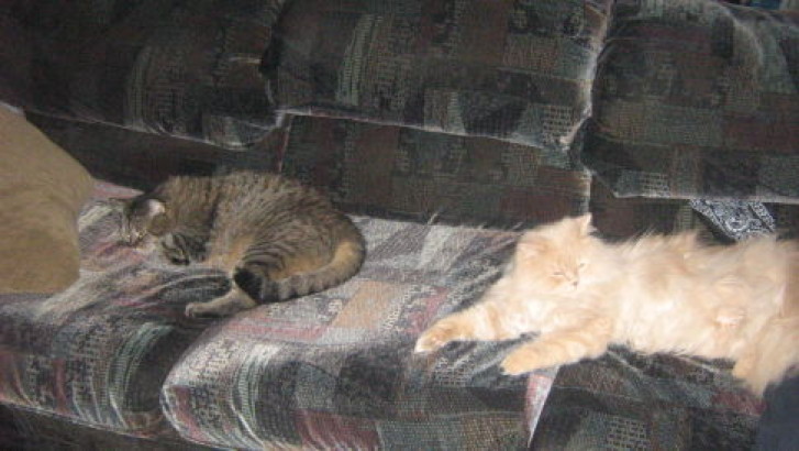 Picture of a cat / kitten / feline