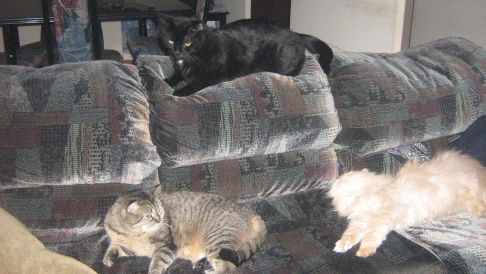 Picture of a cat / kitten / feline