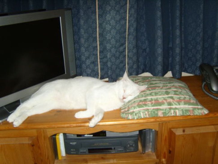 Picture of a cat / kitten / feline