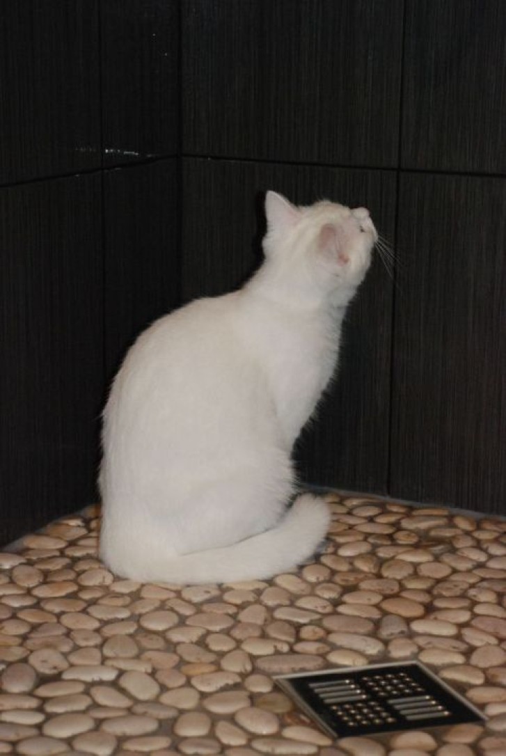 Picture of a cat / kitten / feline