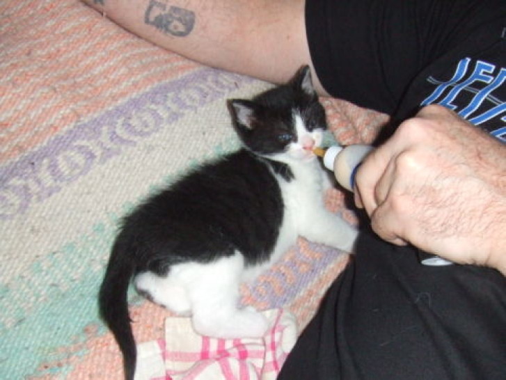 Picture of a cat / kitten / feline