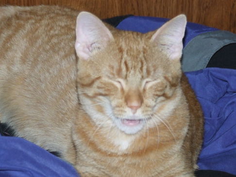 Picture of a cat / kitten / feline