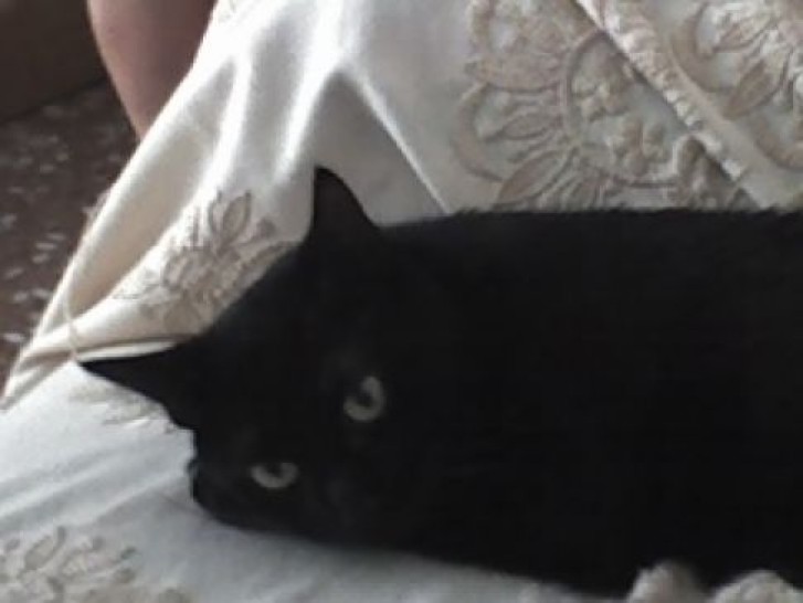 Picture of a cat / kitten / feline