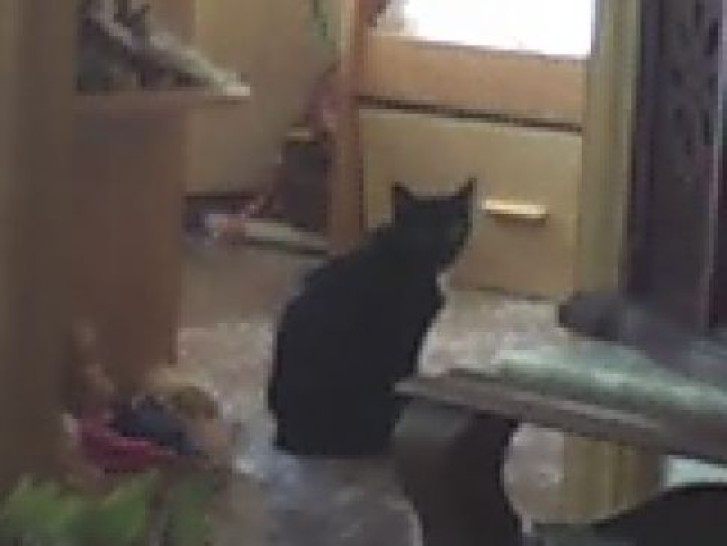 Picture of a cat / kitten / feline