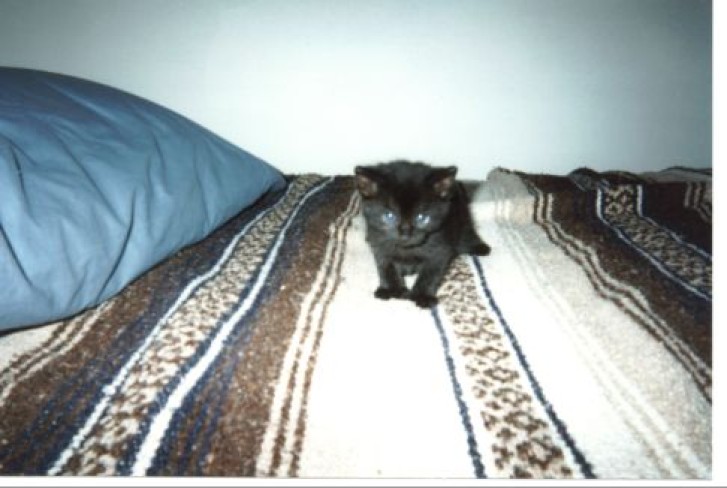 Picture of a cat / kitten / feline