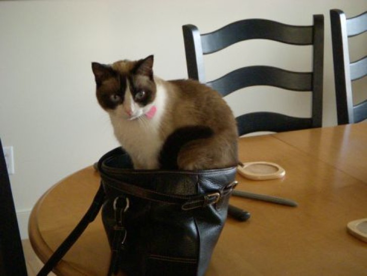 Picture of a cat / kitten / feline