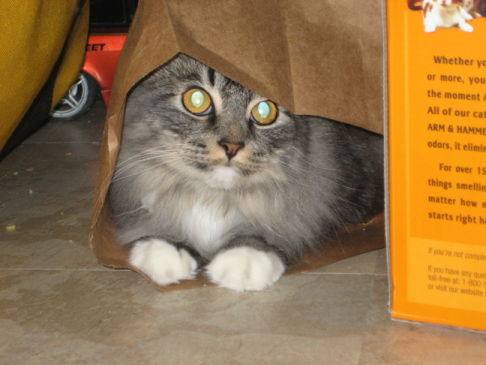 Picture of a cat / kitten / feline